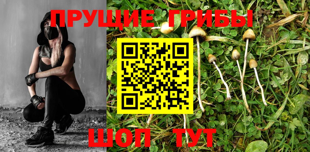 Псилоцибиновые грибы Psilocybe Бердск